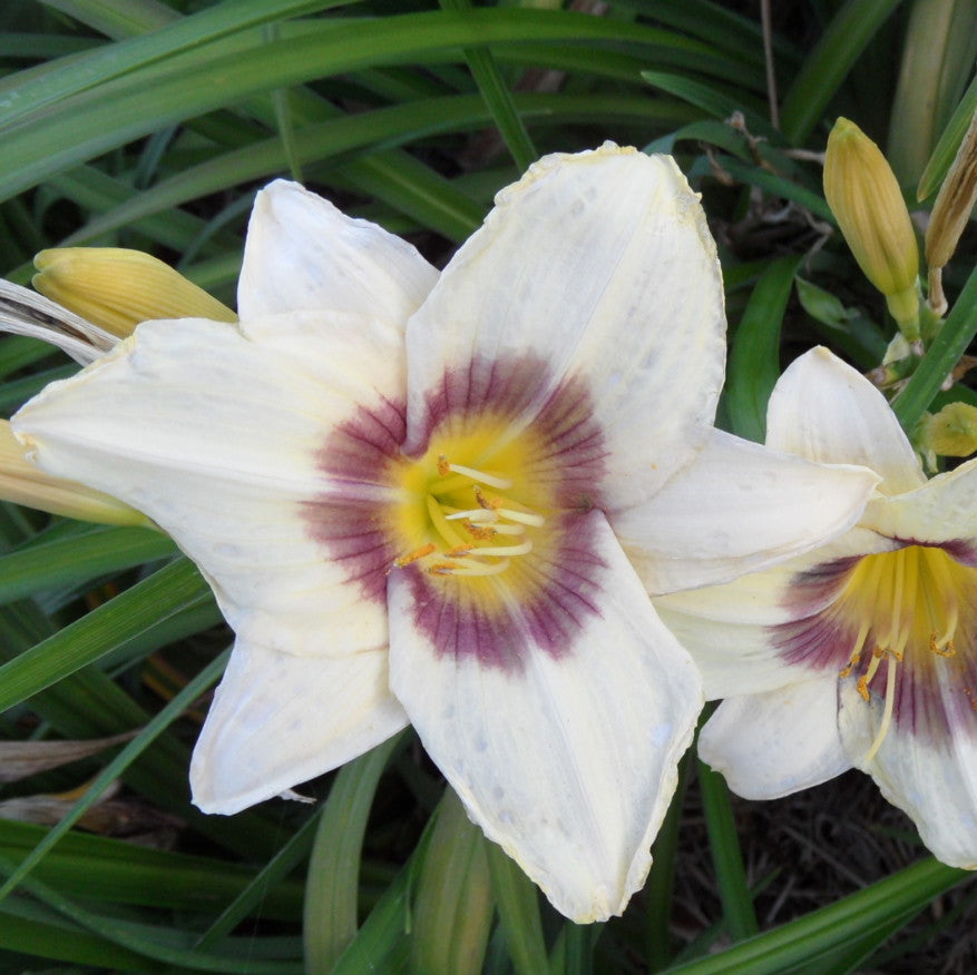 Two white flowers with purple centers on a green leafy background