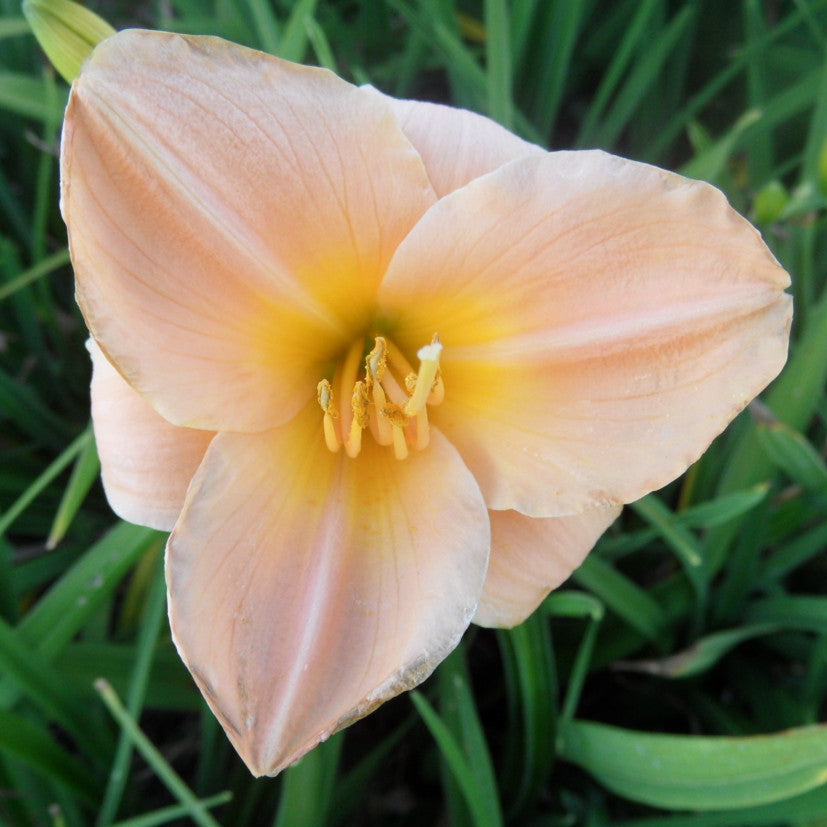 Light pink flower with a yellow center on a green background