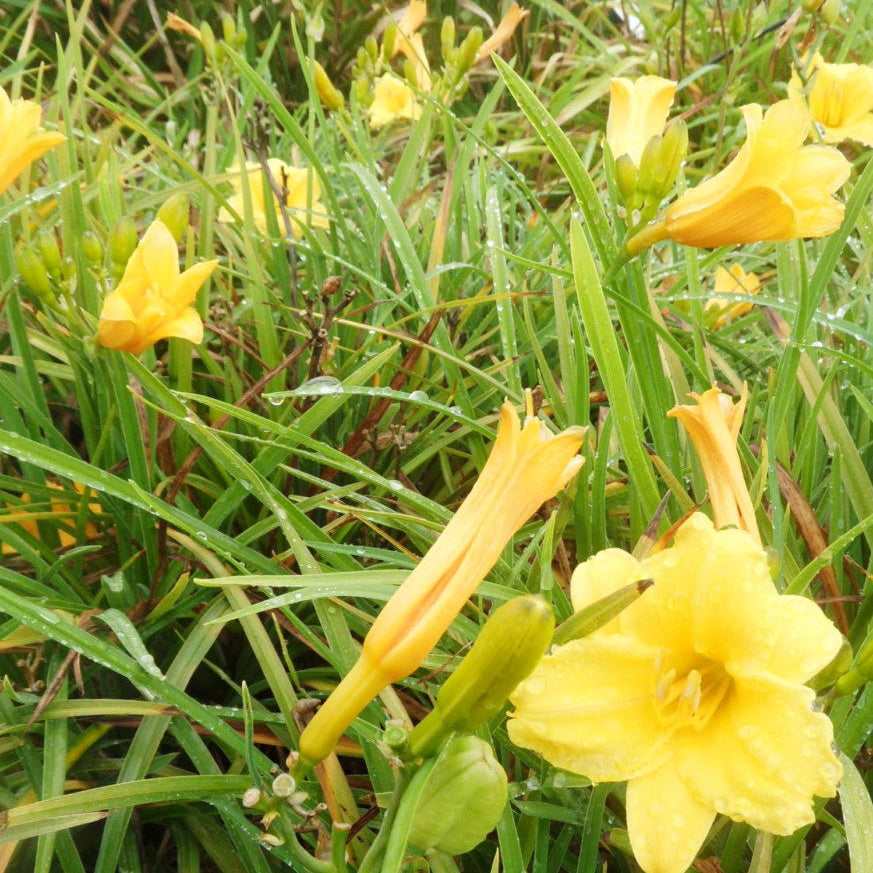 Yellow flowers growing among green grass