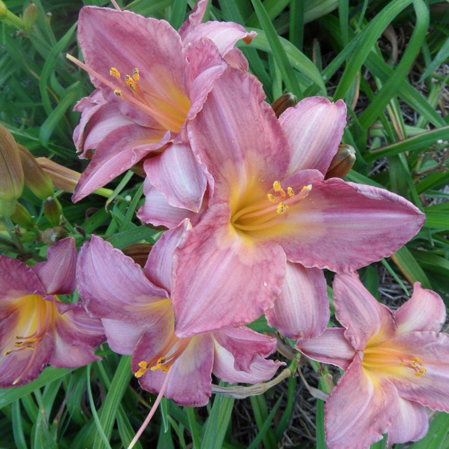 Pink and yellow flowers with green grass in the background