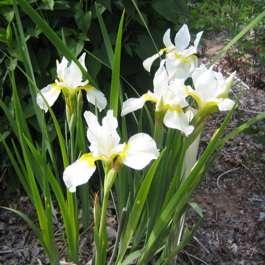 White flowers with yellow centers in a natural setting