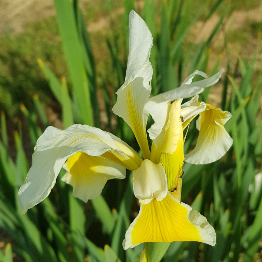 White and yellow flowers in a natural setting with green leaves.