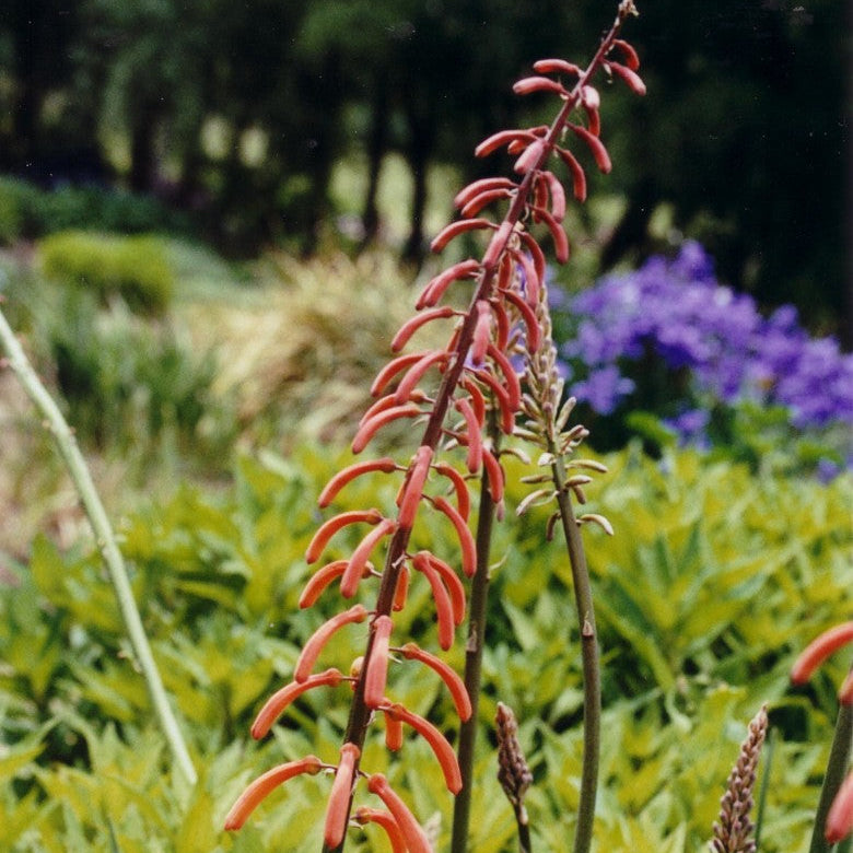 Red flower spikes in a garden setting with green foliage and blurred background