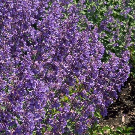 Nepeta 'Six Hill's Giant'
