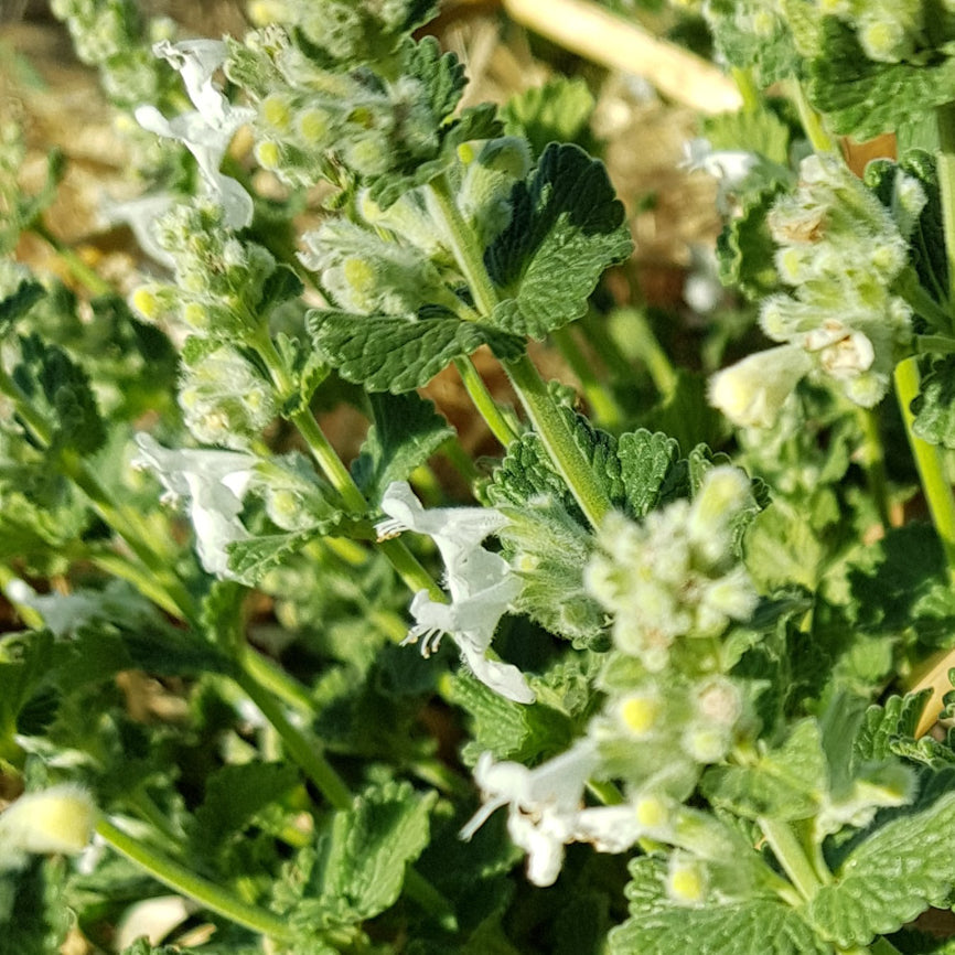 Nepeta 'Snowflake'