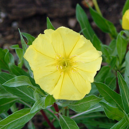 Oenothera fraseri