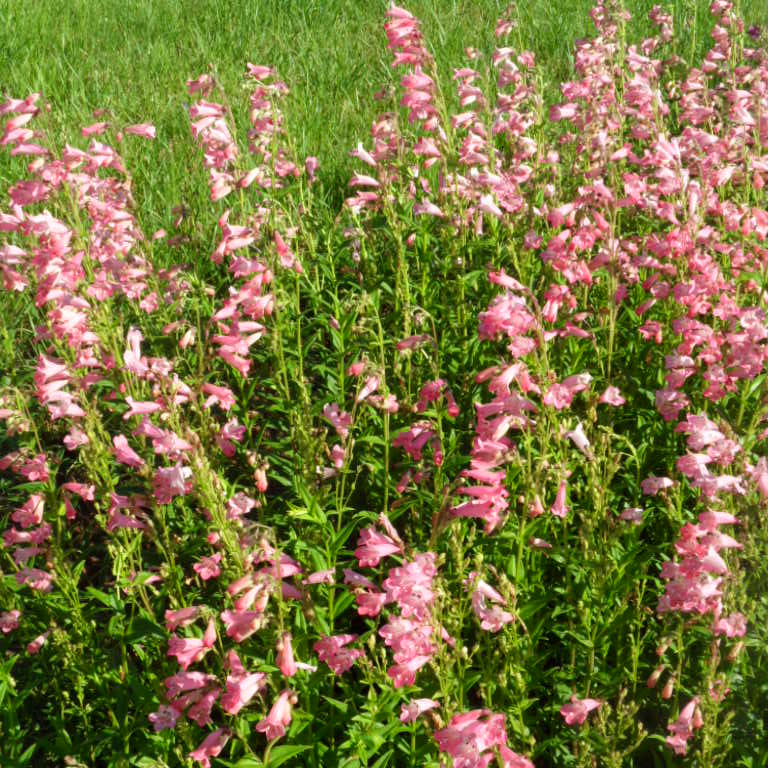 Penstemon 'Hidcote Pink'