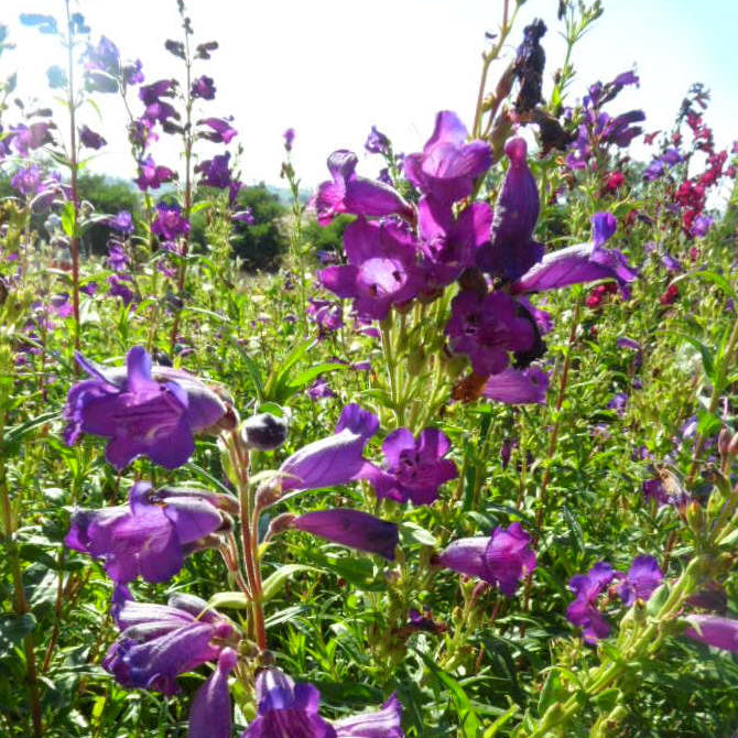 Penstemon 'Midnight'