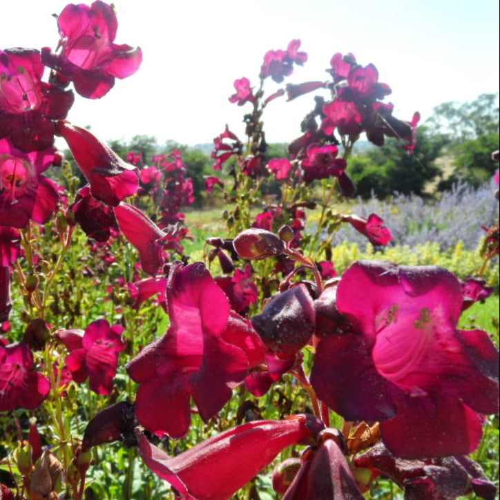 Penstemon 'Port Wine'