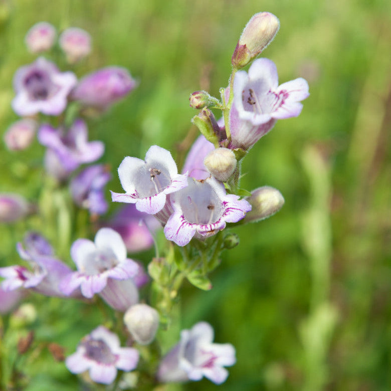 Penstemon 'Mother of Pearl'