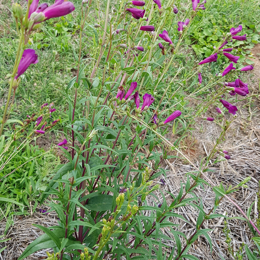 Purple flowers growing in a natural setting with green grass and brown earth.