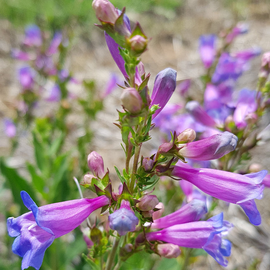 Close-up of purple and blue flowers with a blurred green background