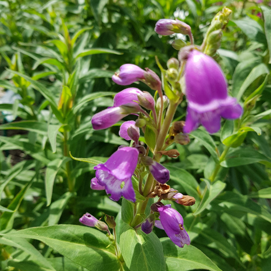 Purple flowers with green leaves in a natural setting