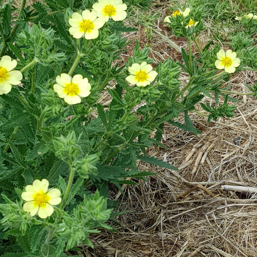 Potentilla recta var. sulphurea