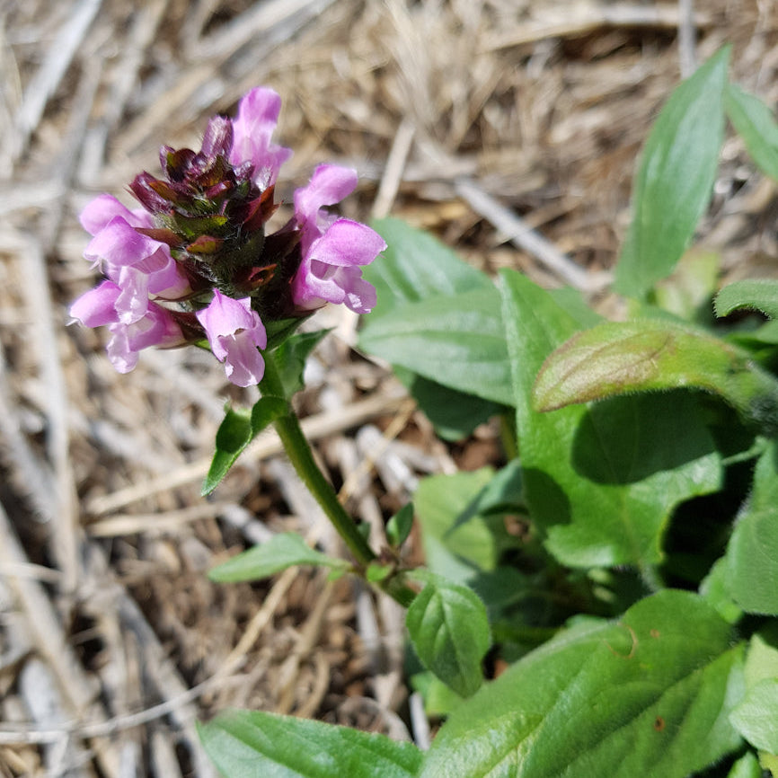 Pink flower with green leaves on a blurred natural background