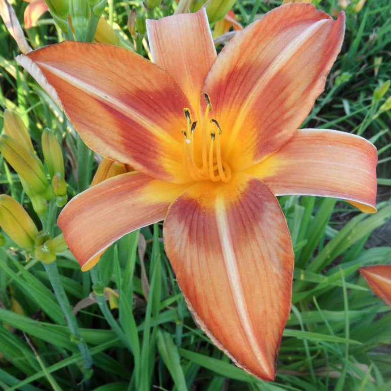 Orange and yellow flower in a grassy field