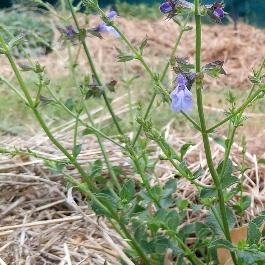 Green plant with small purple flowers on a background of dry straw