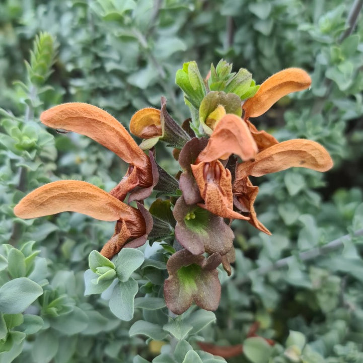 Dried orange flower amidst green leaves