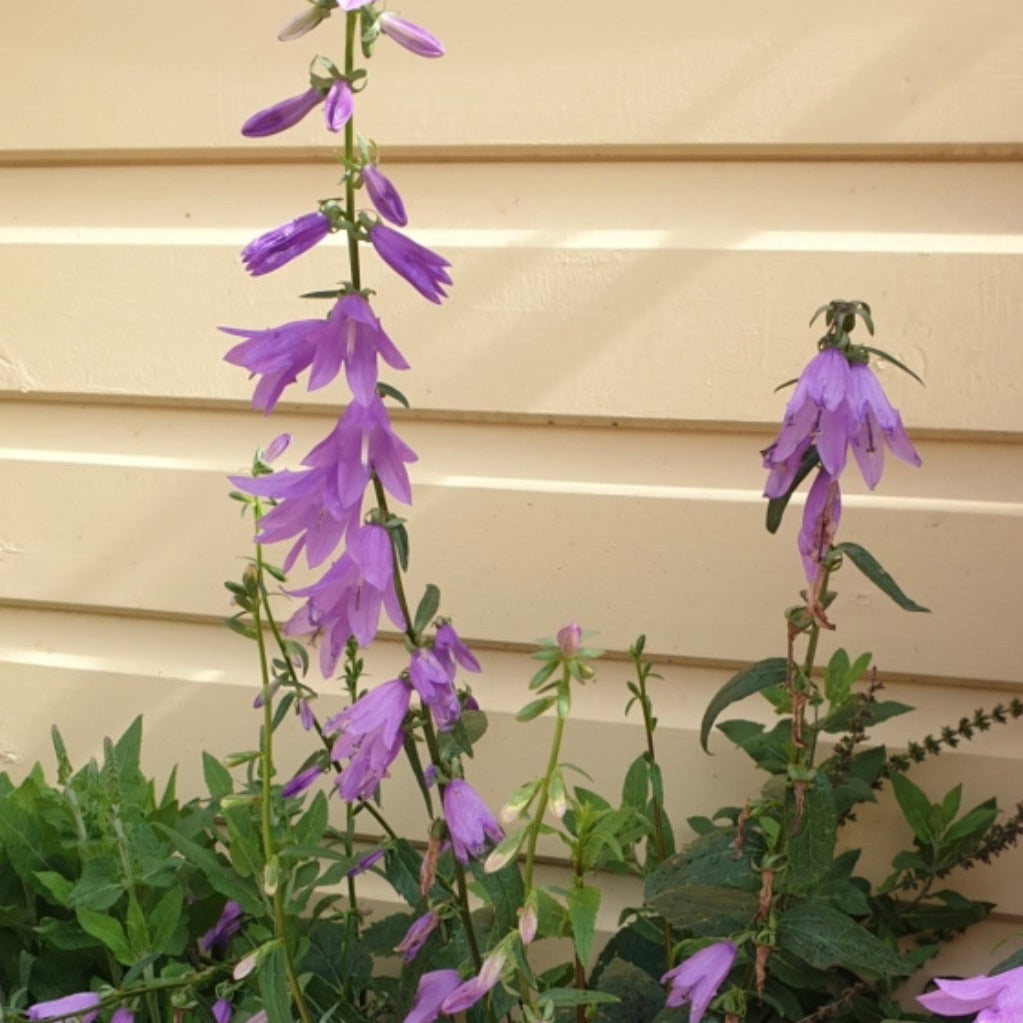 Purple flowers with green leaves against a beige wall