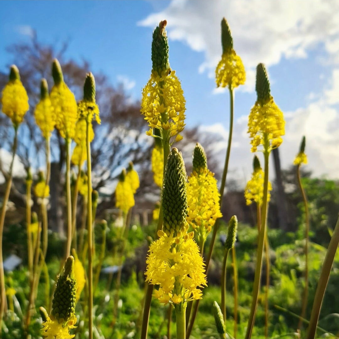 Yellow flowers with green leaves against a blue sky