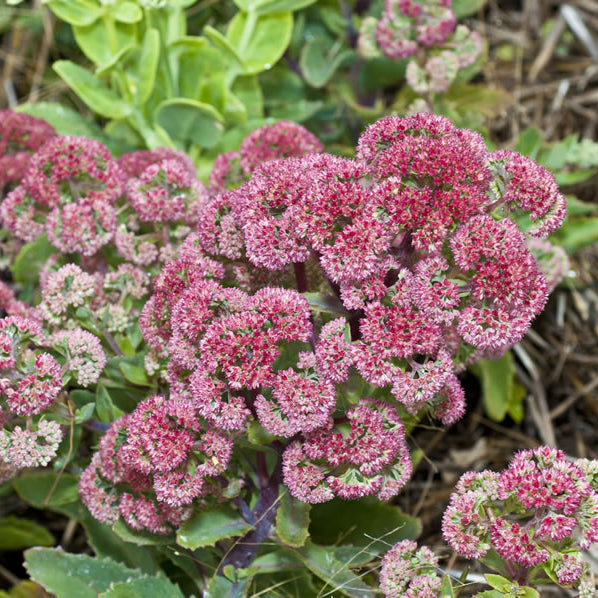 Close-up of pink flower clusters with green leaves in the background