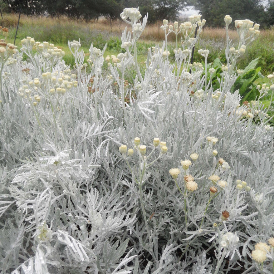 Grayish-green plant with small yellow flowers in a natural setting