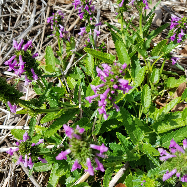 Purple flowers with green leaves on a natural background