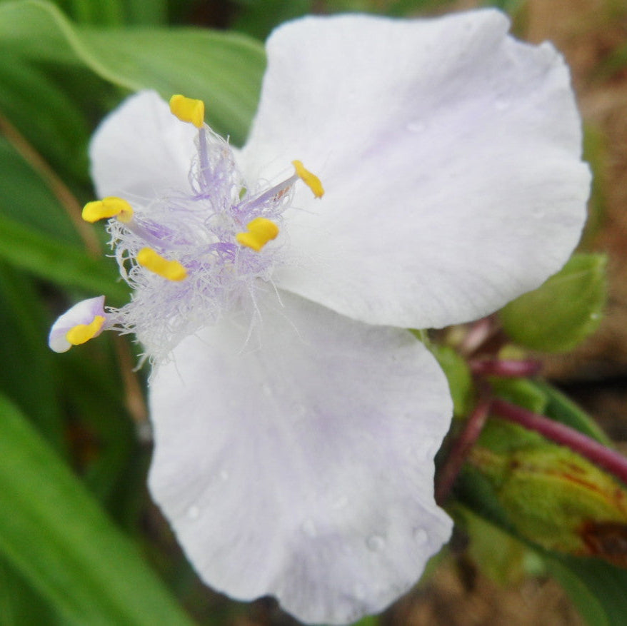 Close-up of a white flower with yellow stamens on a blurred natural background
