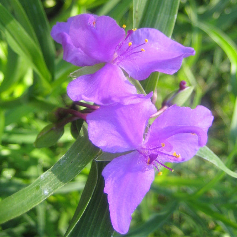 Purple flower with green leaves in a natural setting