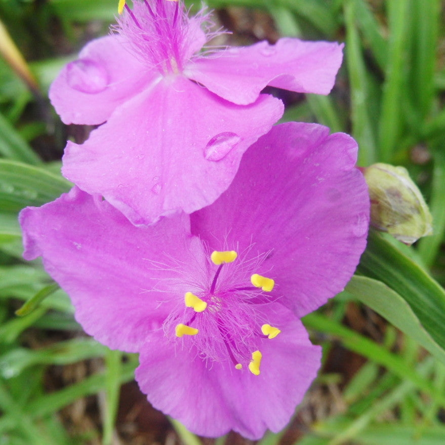 Close-up of a purple flower with yellow stamens in a natural setting