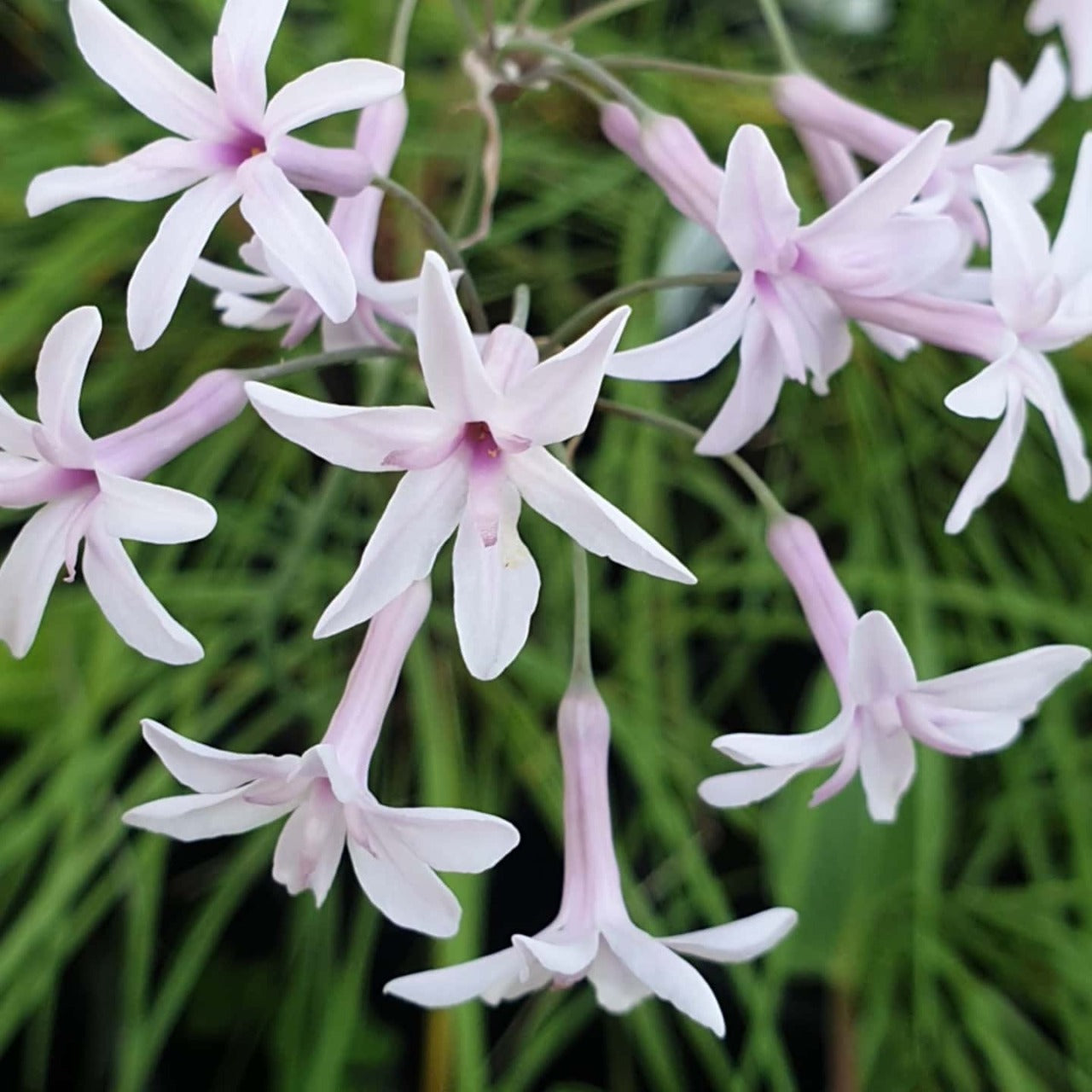 Tulbaghia 'Fairy Star'