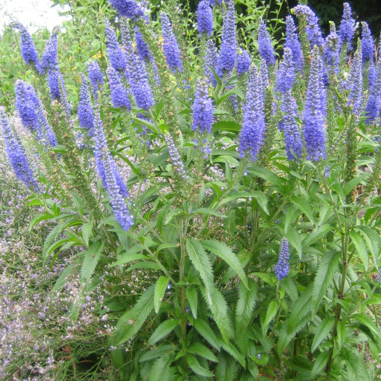 Veronica longifolia ‘Blauriesin’