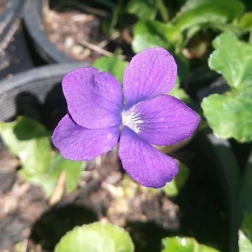 Viola 'Oxford Blue'