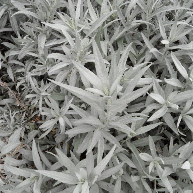 Close-up of grayish-green succulent plants