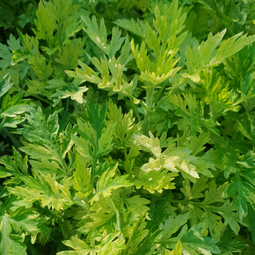 Close-up of a bush with green leaves