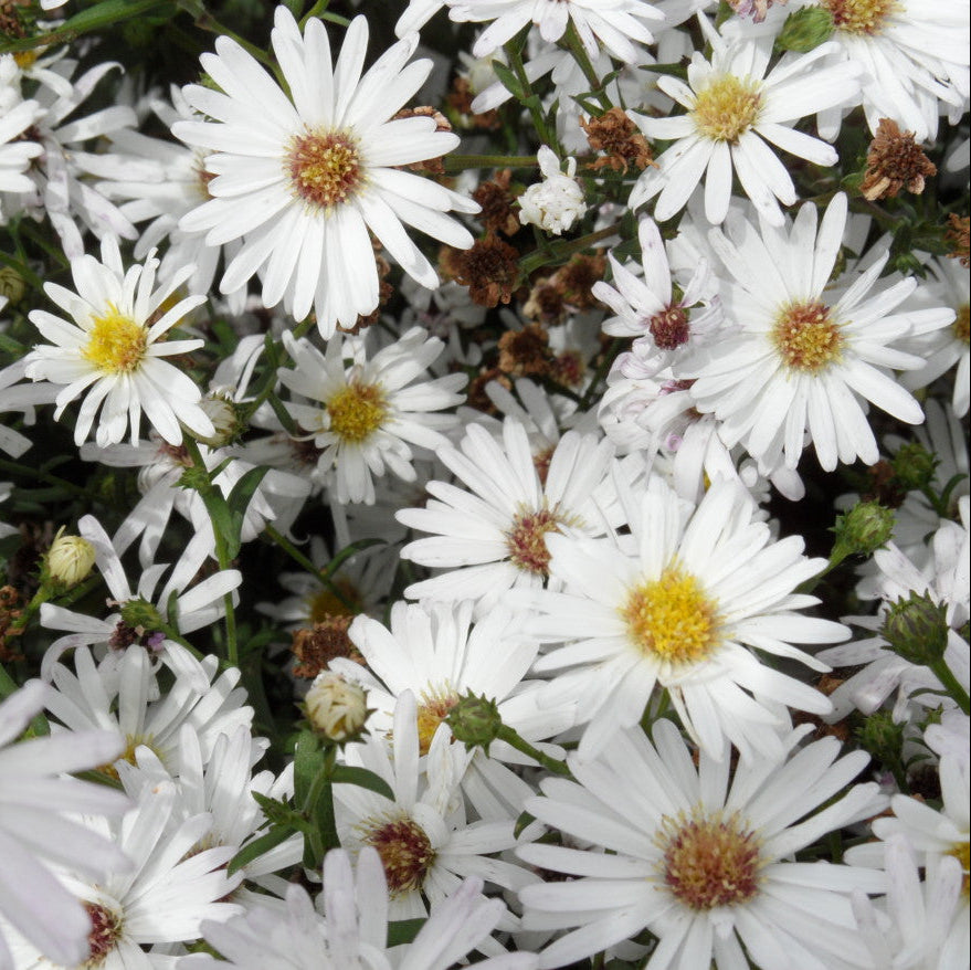 Close-up of white flowers with yellow centers on a green background