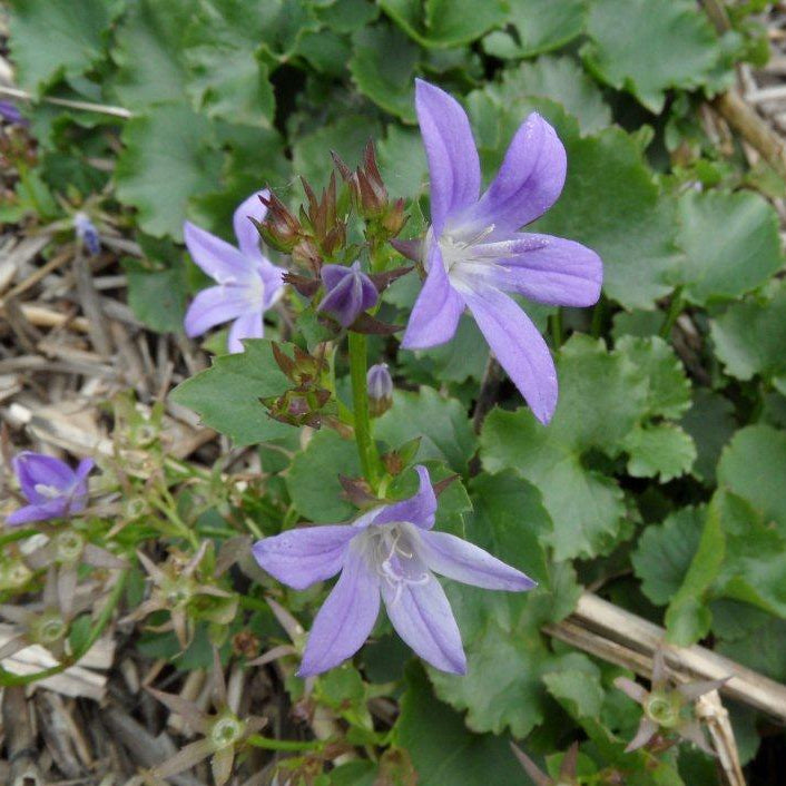 Purple flowers with green leaves on a natural background