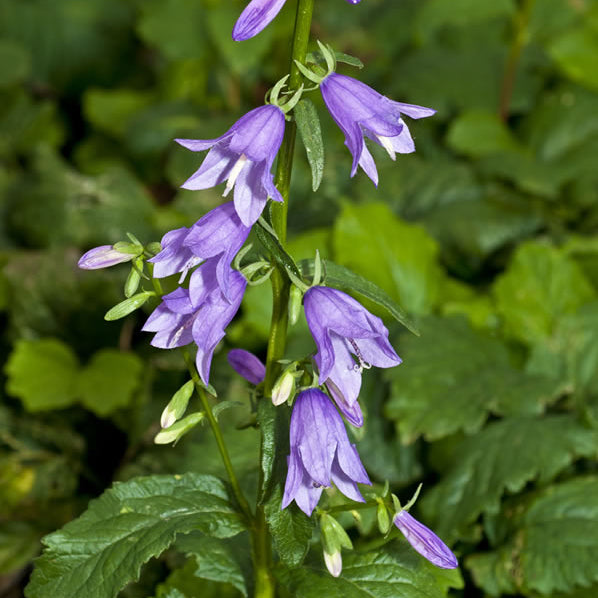 Purple bell-shaped flowers with green leaves on a blurred green background