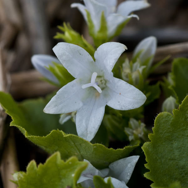 White flowers with green leaves on a natural background