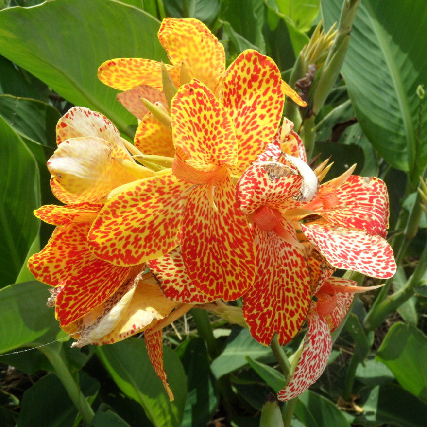  vibrant orange and red flower with green leaves