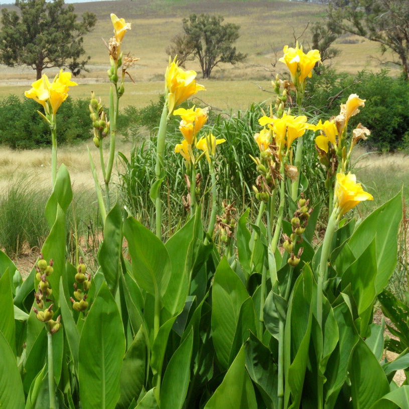 Yellow flowers with green leaves in a natural setting