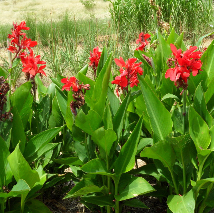 Red flowers with green leaves in a natural setting