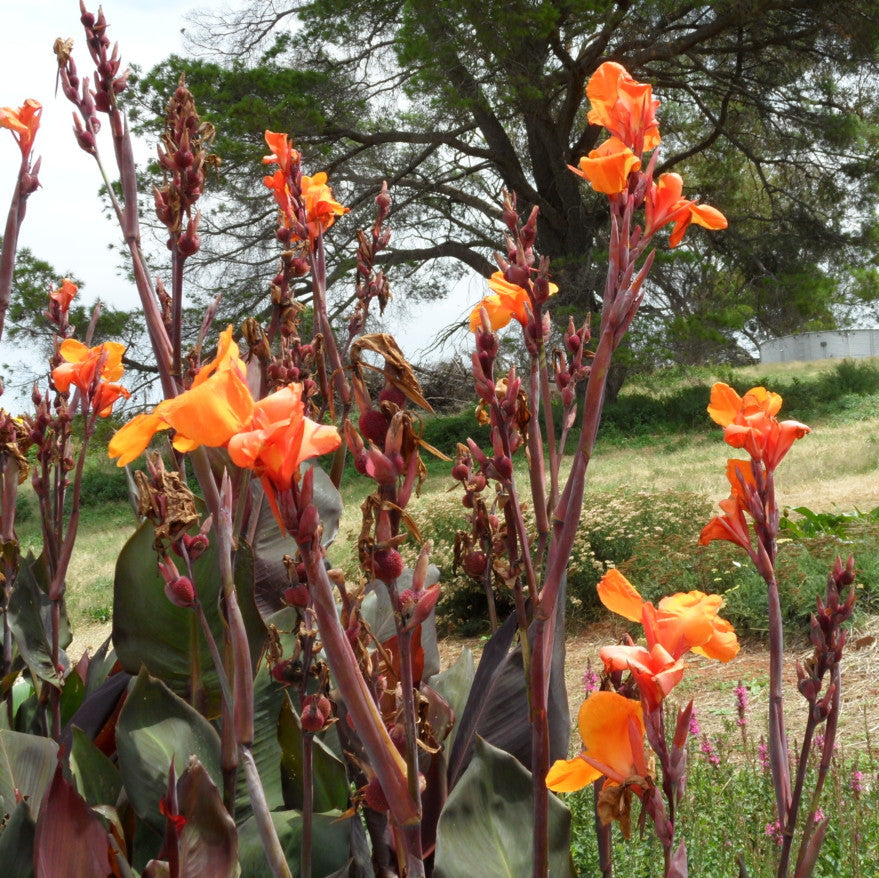 Orange flowers with green leaves in a natural setting