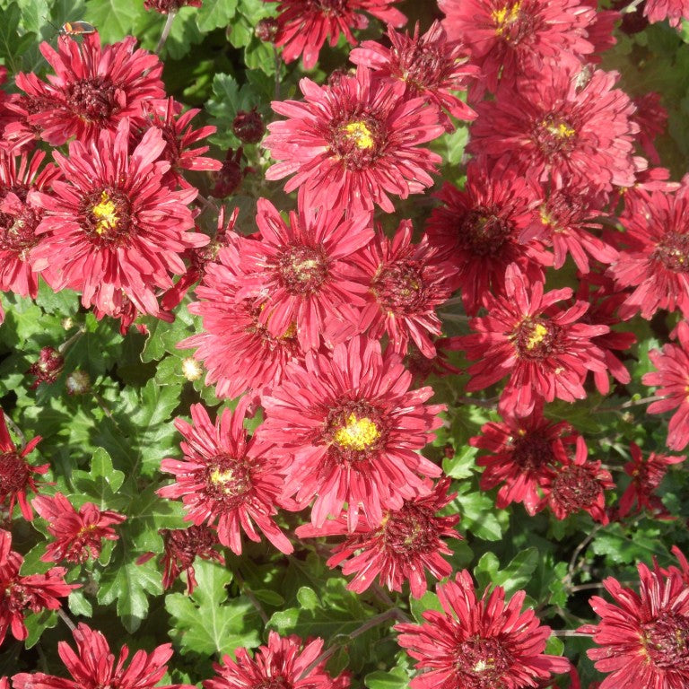 Close-up of red flowers with green leaves