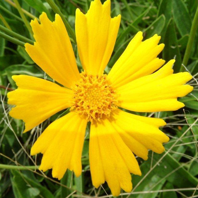 Yellow flower in a natural setting with green leaves