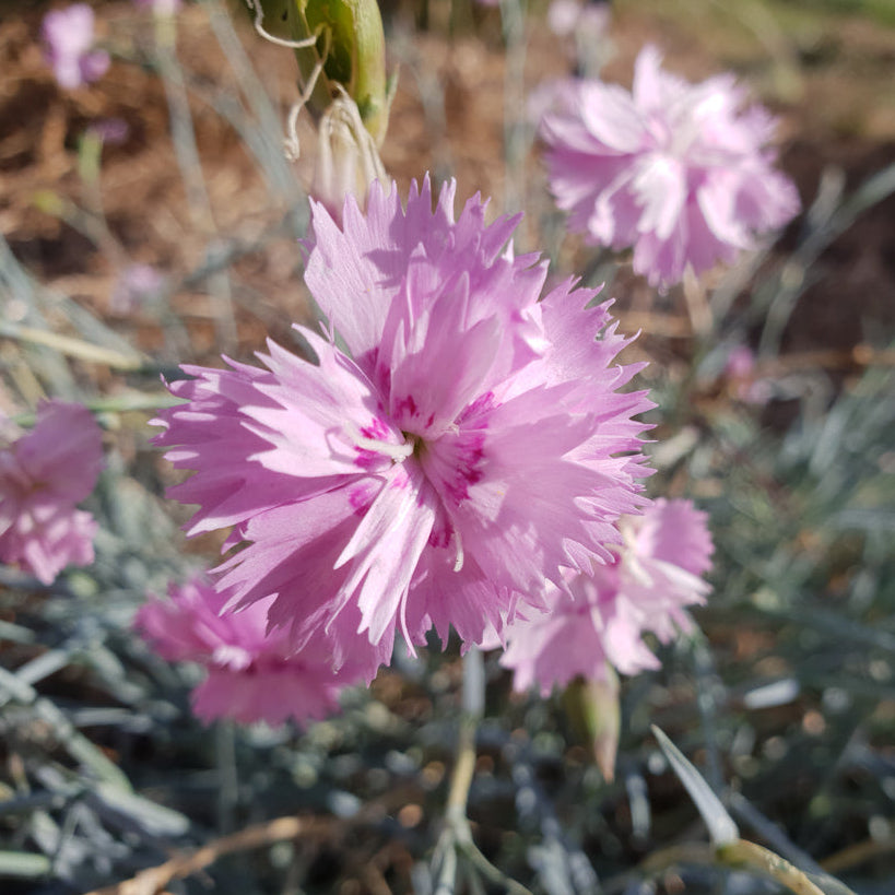 Dianthus x allwoodii