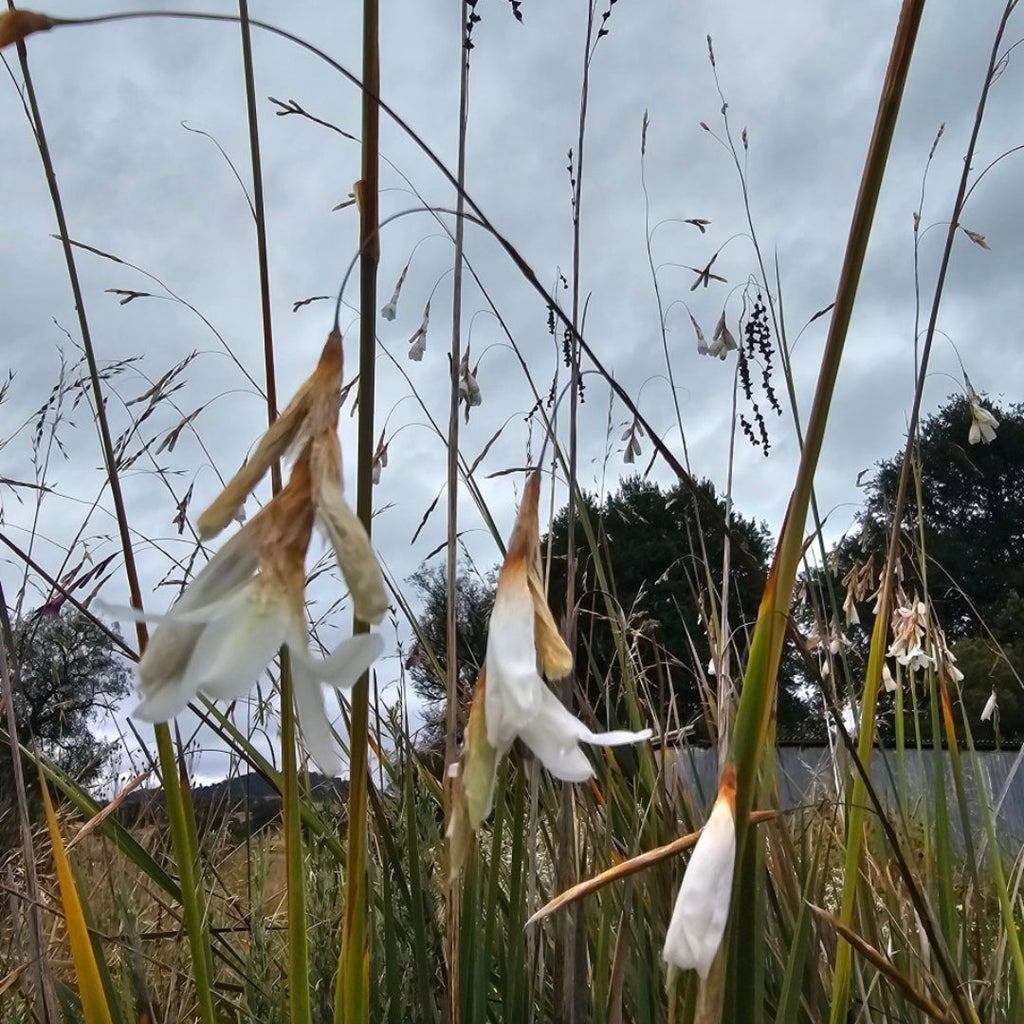 White flowers with green stems against a cloudy sky