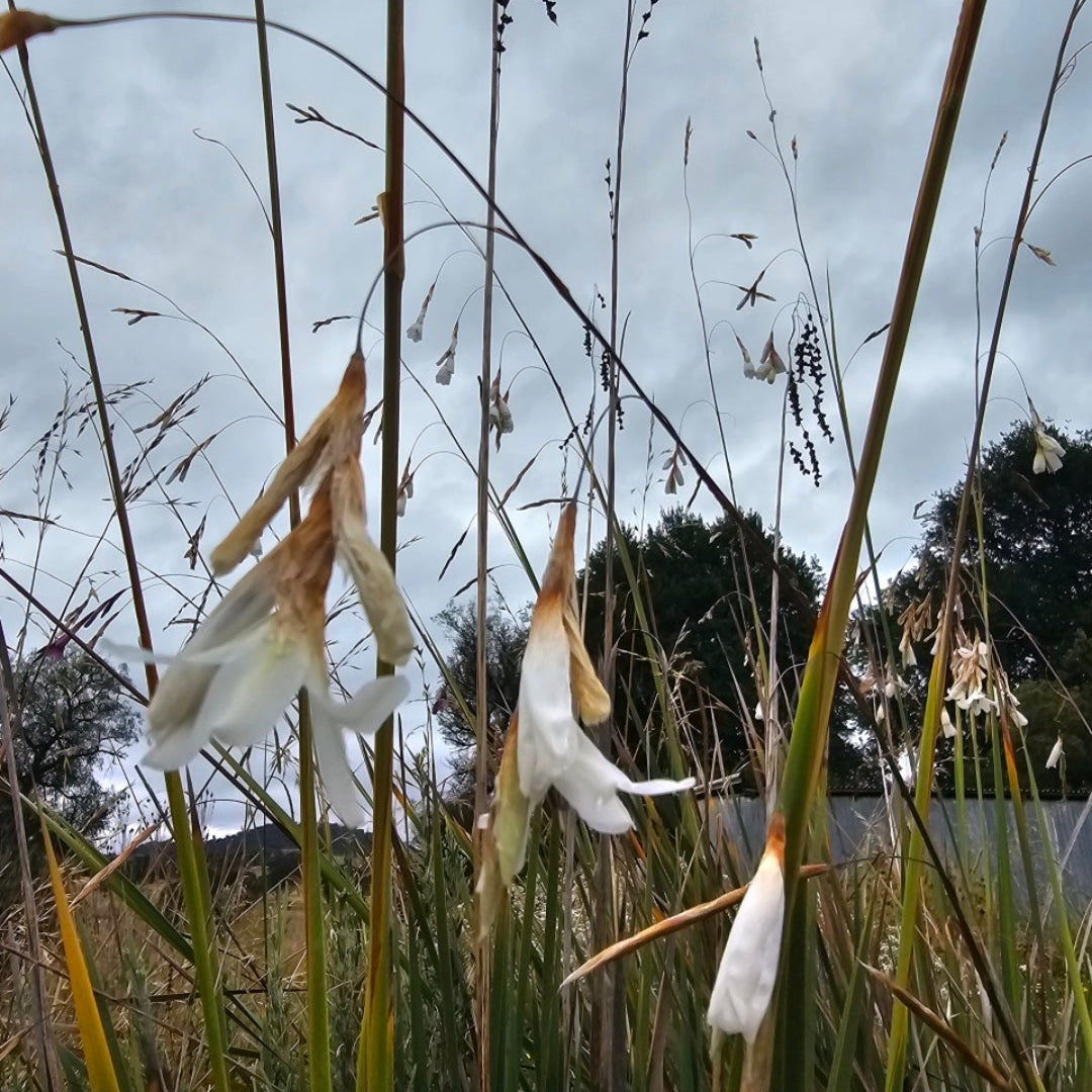 White flowers with green stems against a cloudy sky