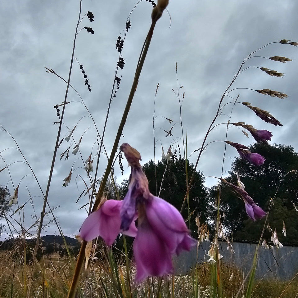 Dierama 'Pink'