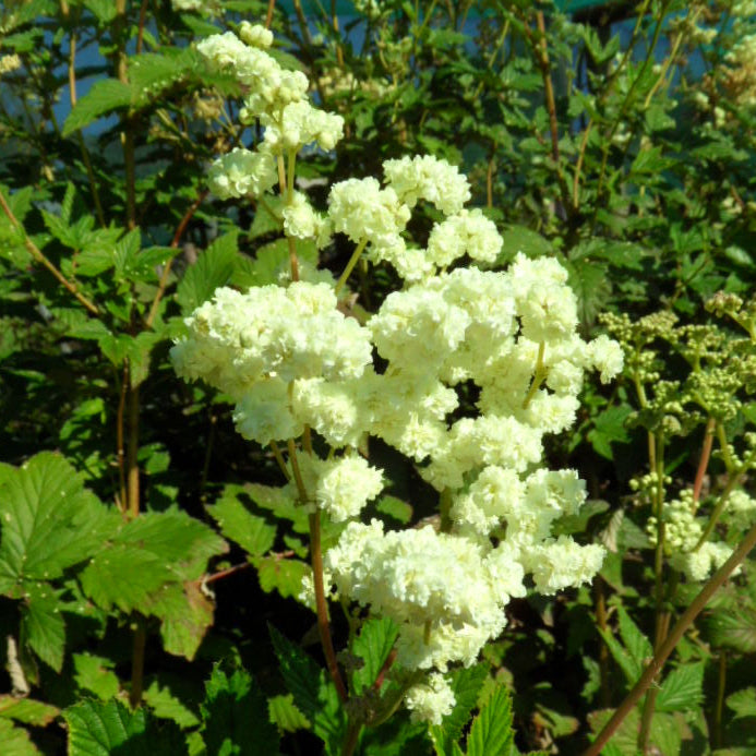 White flowering plant with green leaves against a natural background